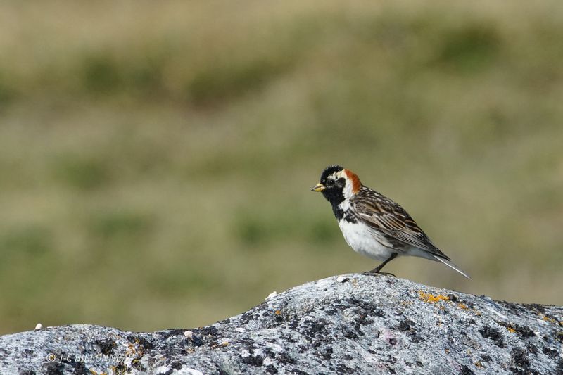 042.6 Bruant lapon mle-Lapland Longspur male.JPG