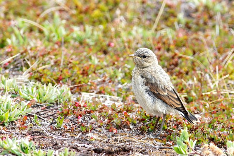 052 Traquet motteux juvnile- Northern Wheatear juvenile.JPG