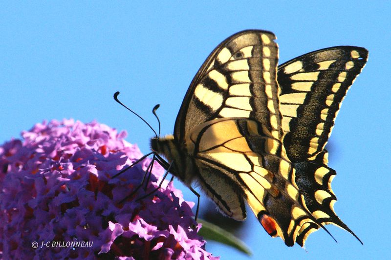 Machaon .jpg