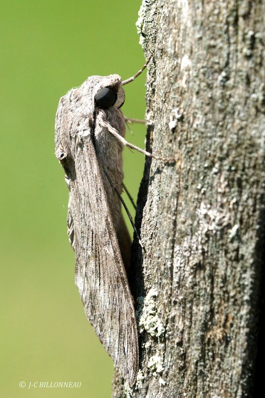 067 Sphinx du liseron.JPG