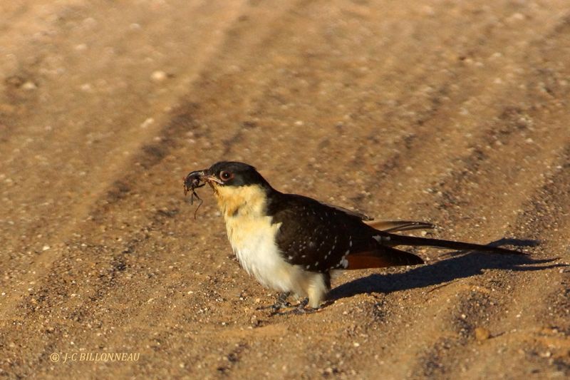 019 Coucou geai.Great Spotted Cuckoo .JPG