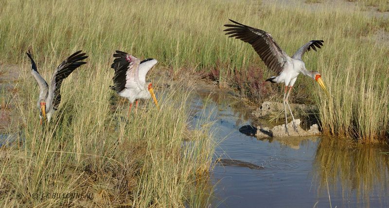 052 Tantale ibis, Yellow-billed Stork.JPG