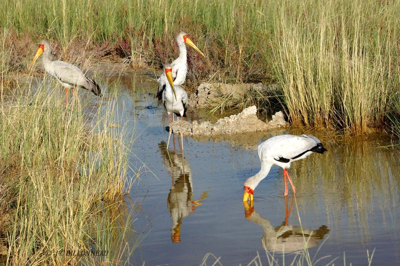 053 Tantale ibis, Yellow-billed Stork.JPG