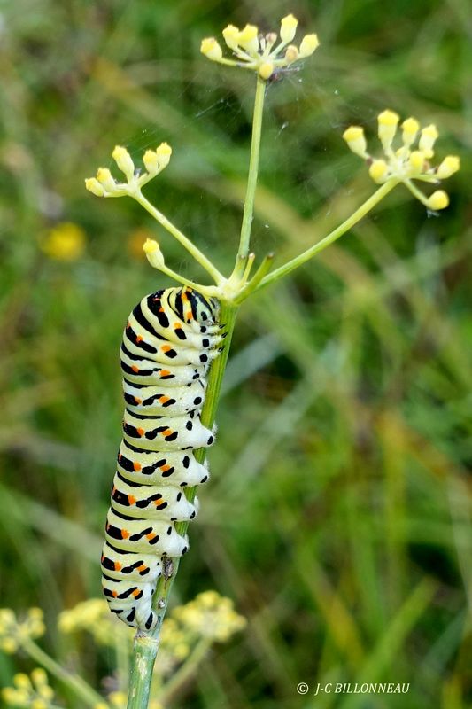 Chenille du machaon.JPG