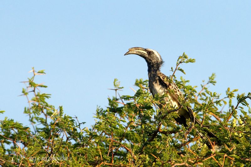 079 Calao  bec noir, African Grey Hornbill.JPG