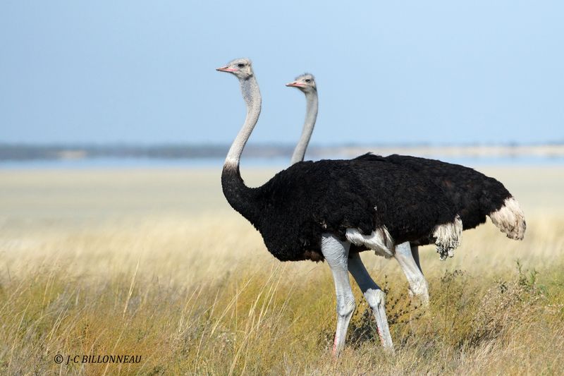 097 Autruche d'Afrique, Common Ostrich.JPG