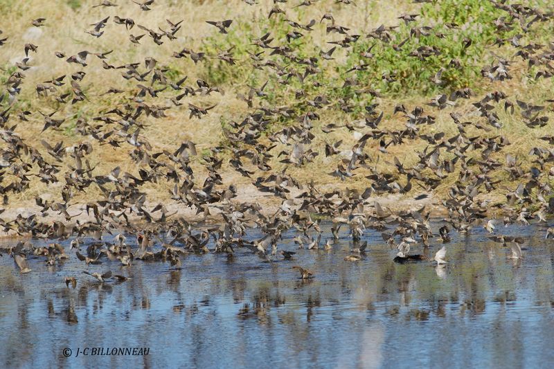 098 Travailleur  bec rouge, Red-billed Quelea.JPG