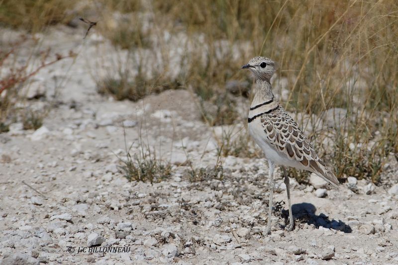 104 Courvite  double collier, Double-banded Courser.JPG