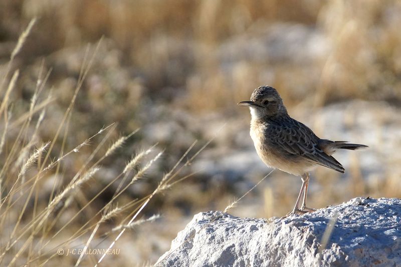 111 Pipit africain, African Pipit.JPG
