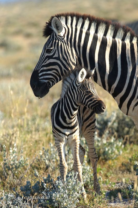124 Parc d'Etosha.JPG