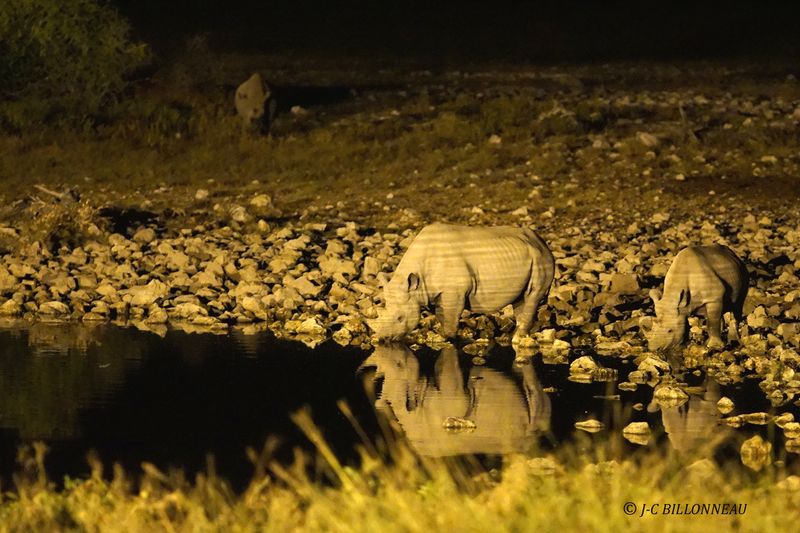 126 Rhinocéros noirs à l'abreuvoir.JPG