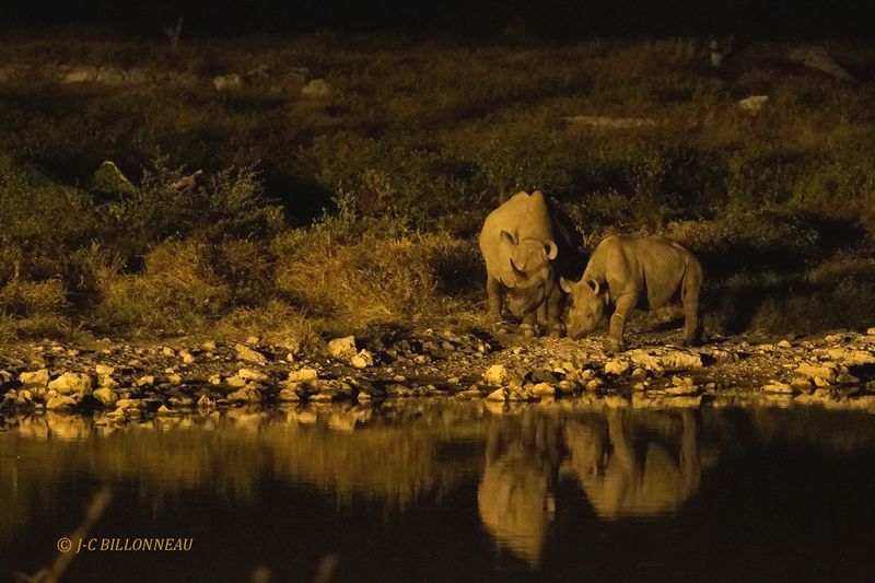 127 Rhinocéros noirs à Okaukuejo.JPG