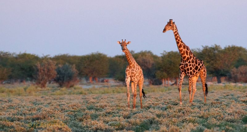 130 Parc d'Etosha au lever du jour.JPG