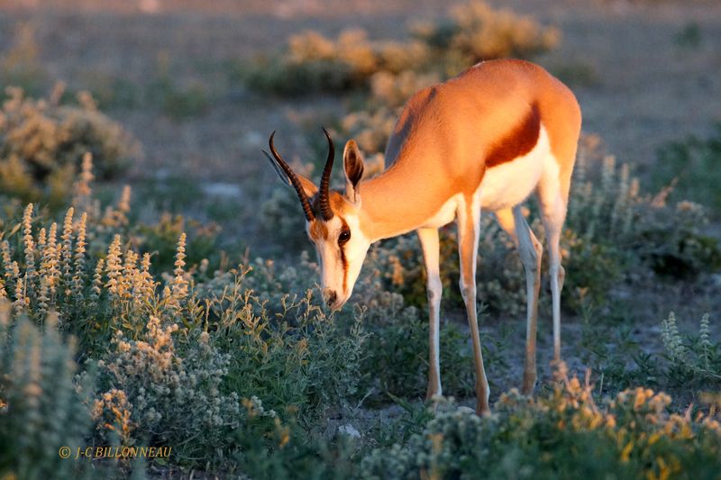 131 Springbok.JPG