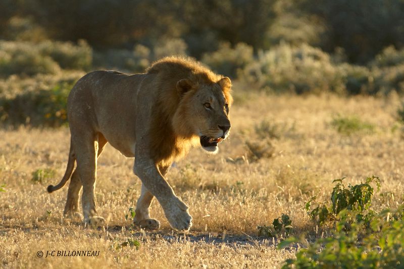 132 Arrivée d'un lion.JPG