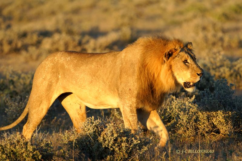 133 Parc d'Etosha.JPG