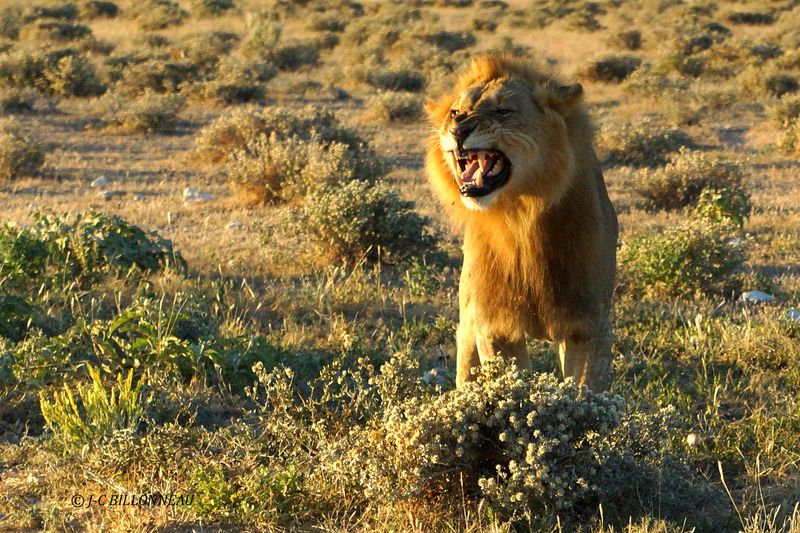135 Flehmen du lion.JPG