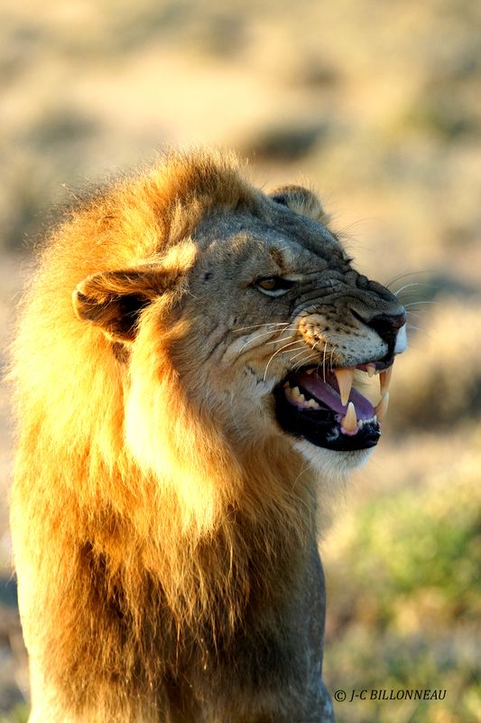 137 Flehmen du lion.JPG