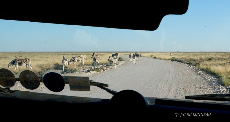 140 Parc d'Etosha.JPG