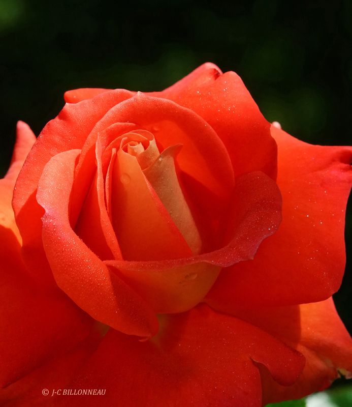 391 Une rose.JPG