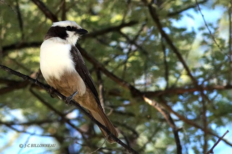 148 Eurocéphale à couronne blanche, southern White-crowned Shrike.JPG