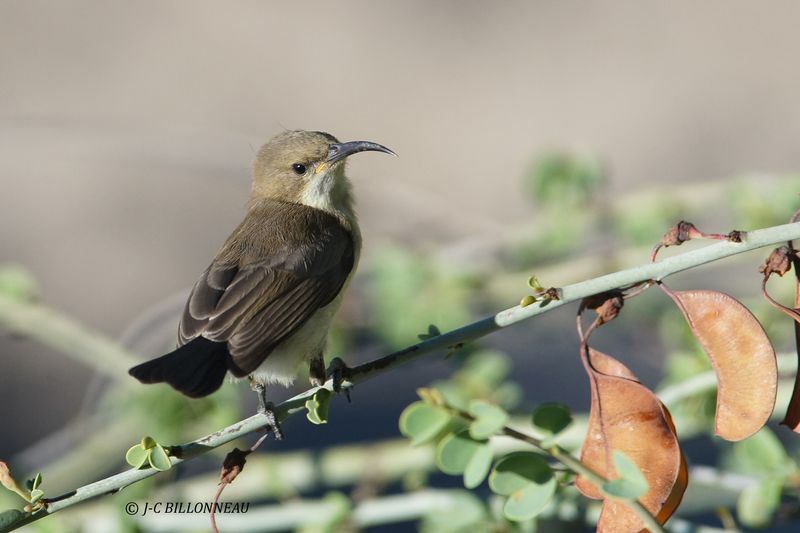 153 Souimanga à ventre blanc, White-bellied Sunbird.JPG
