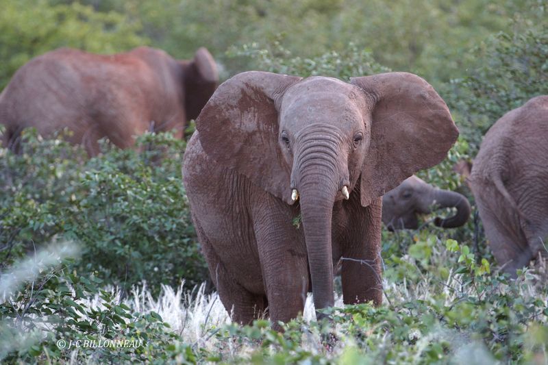 157 Parc d'Etosha.JPG