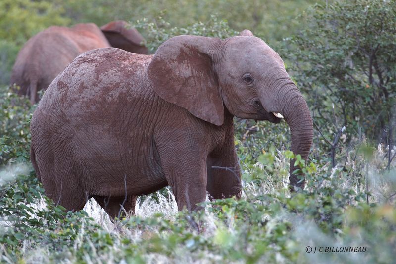 158 Parc d'Etosha.JPG