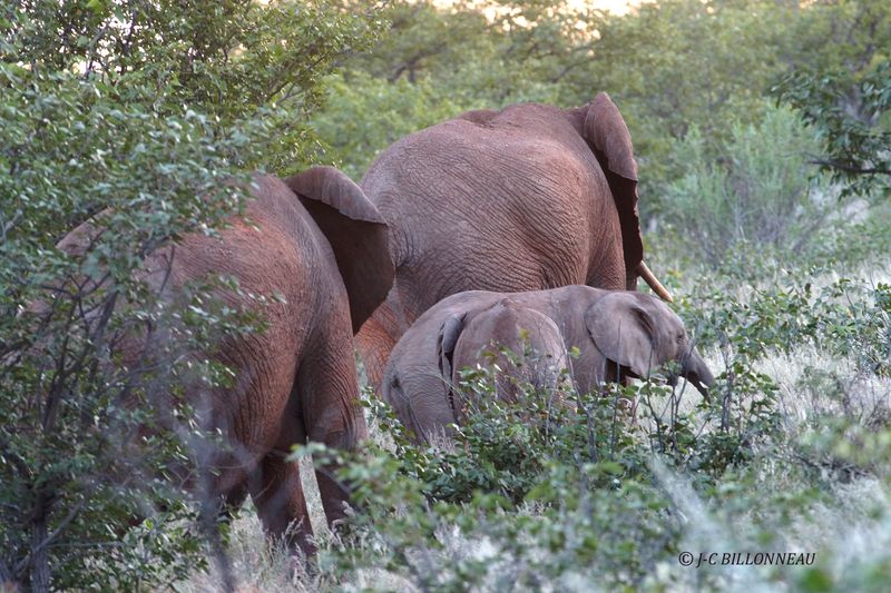 159 Parc d'Etosha.JPG