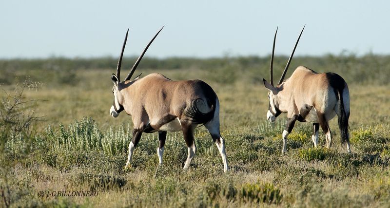 162 Oryx.JPG