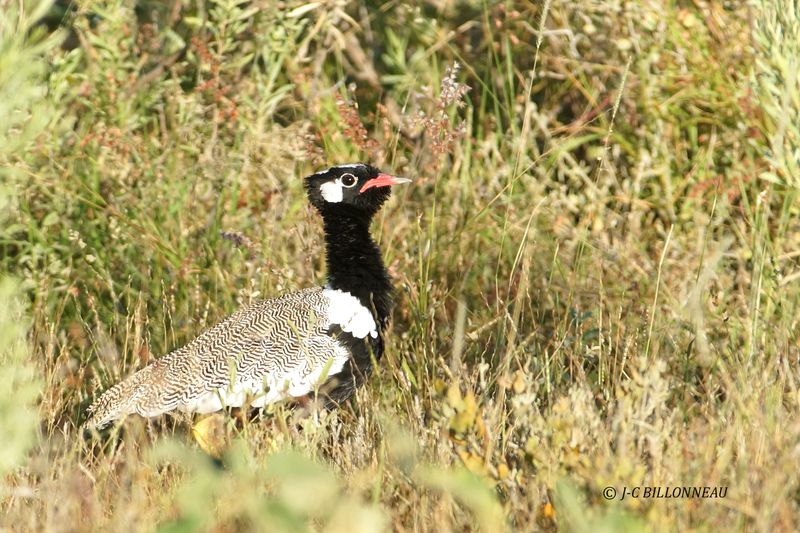 163 Outarde korhaan, Southern Black Korhaan.JPG