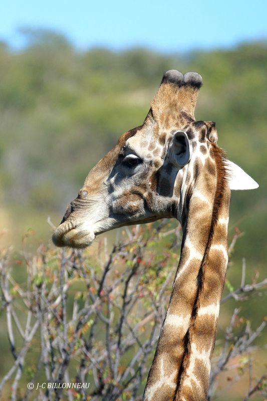 164 Girafe mâle.JPG