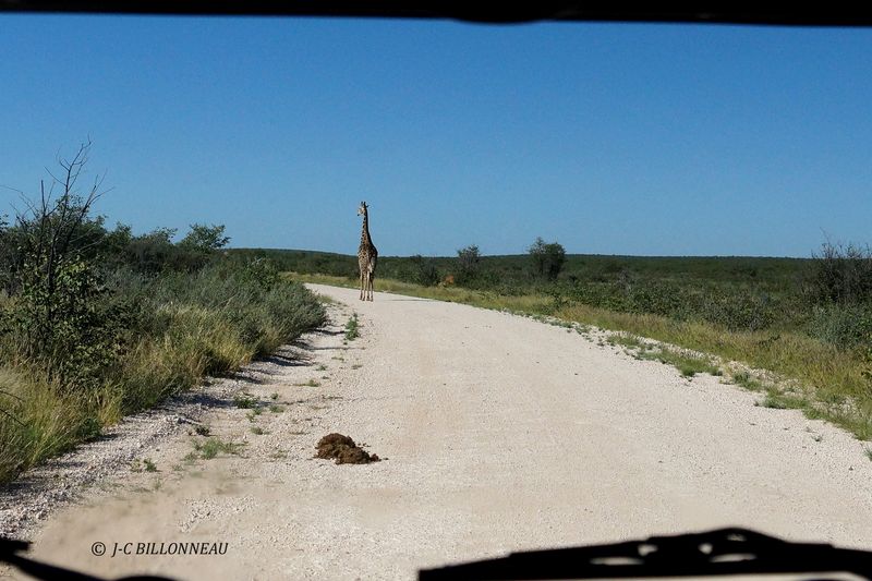 165 Parc d'Etosha.JPG