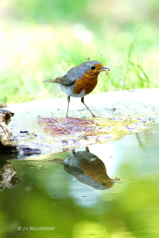 204 Rougegorge familier, European Robin.JPG