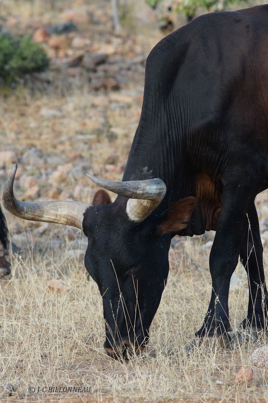 240 Vache himba.JPG