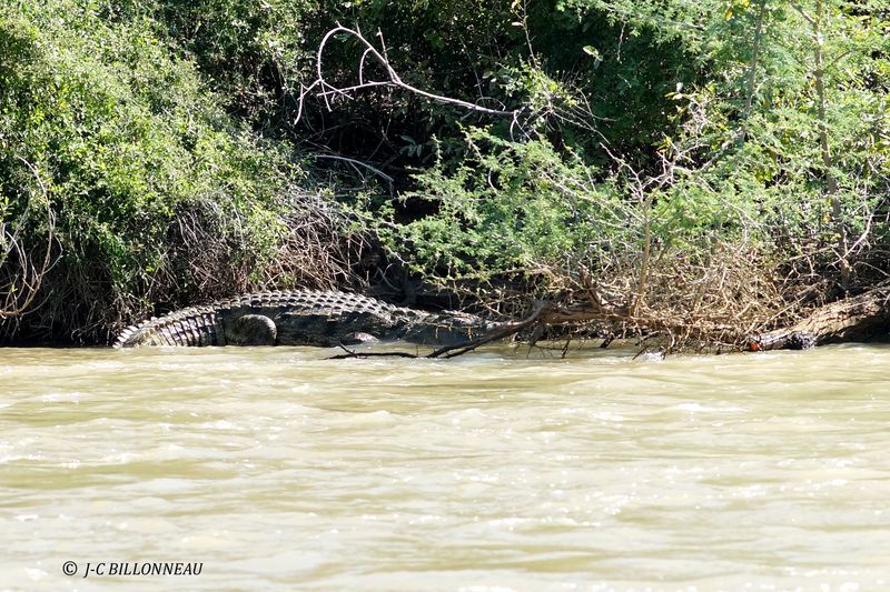 256 Crocodile dans le Cunene.JPG