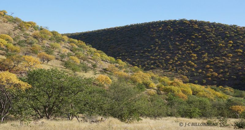 267 A travers le Damaraland.JPG