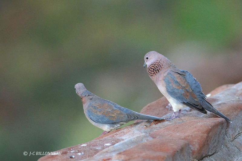 277 Tourterelle maillée, Laughing Dove.JPG