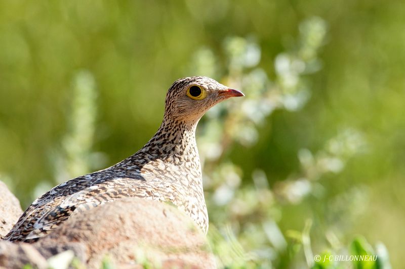 279 Ganga bibande femelle, Double-banded Sandgrouse female.JPG