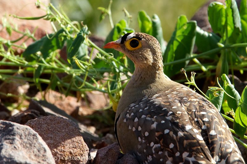 280 Ganga bibande mâle, Double-banded Sandgrouse male.JPG