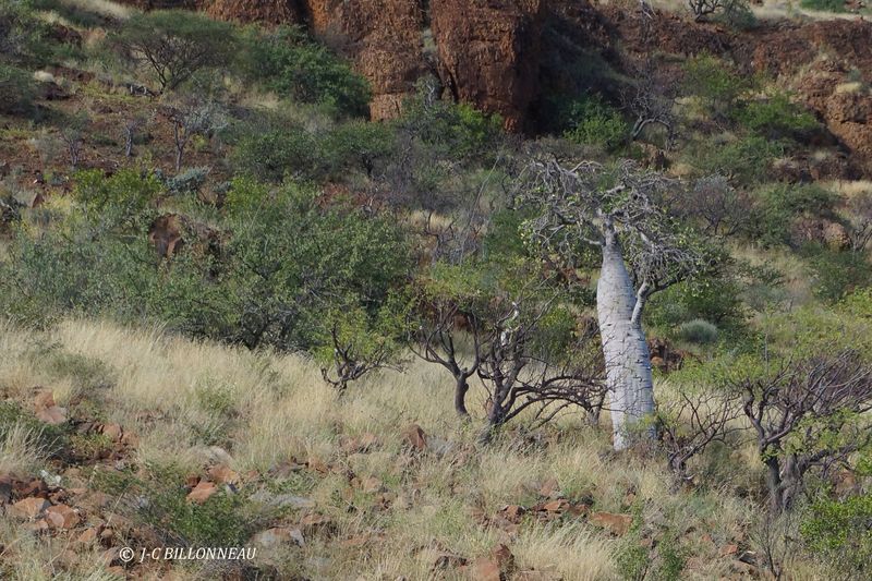 281 A travers le Damaraland.JPG