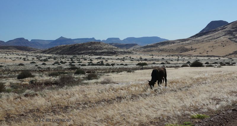 286 A travers le Damaraland.JPG