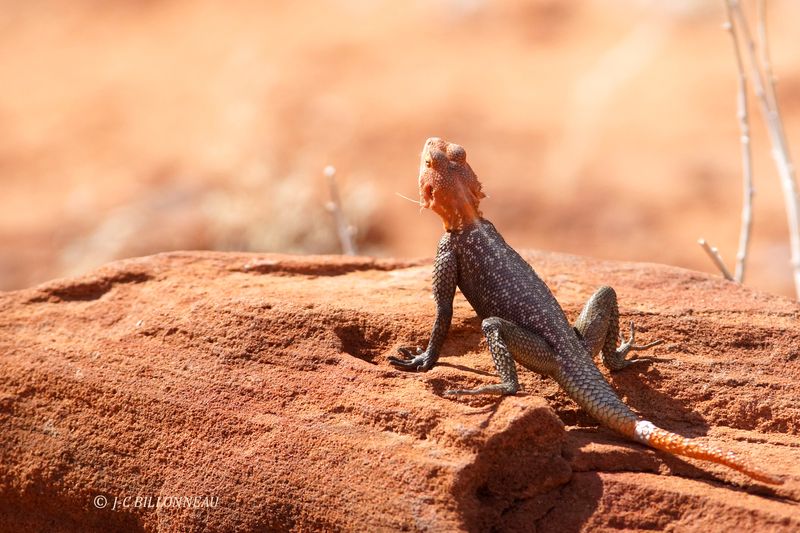 301 Twyfelfontein.JPG