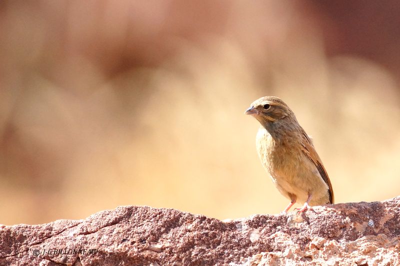 302 Combassou du Sénégal femelle, Village Indigobird.JPG