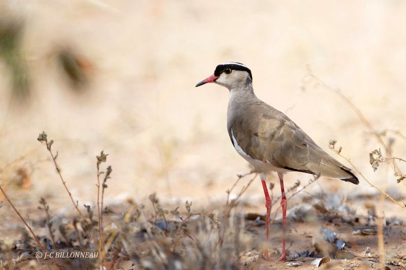 304 Vanneau couronné, Crowned Lapwing.JPG