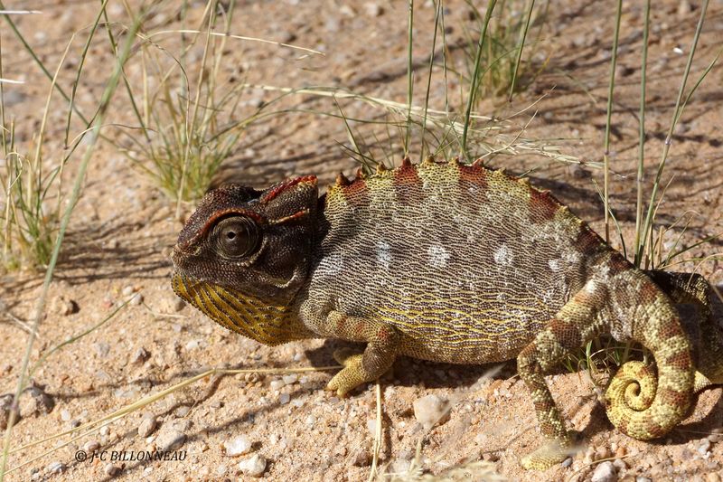 315 Caméléon dans le désert.JPG
