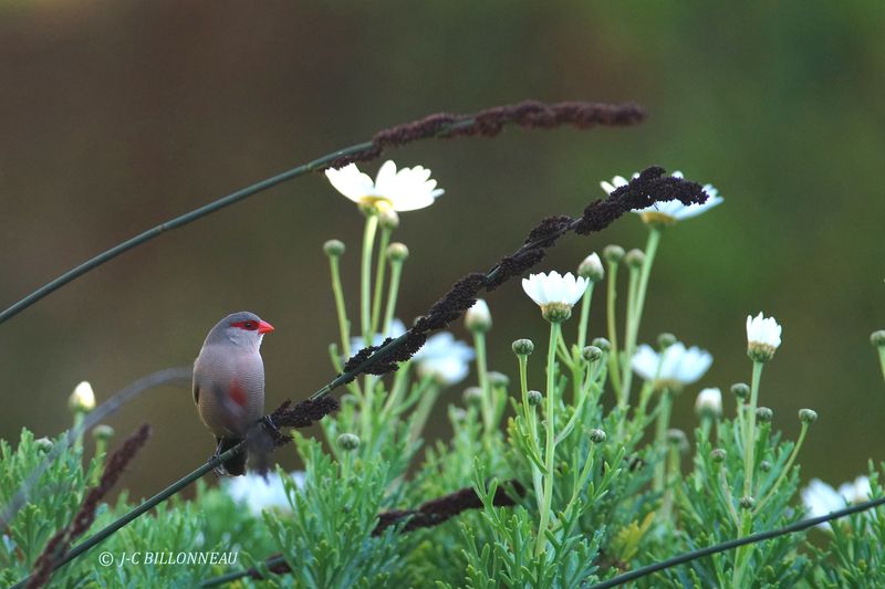 324 Astrild ondulé, Common Waxbill.JPG