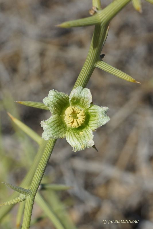 338 Fleur du nara.JPG