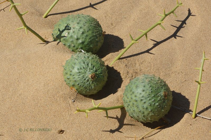339 Fruits du nara.JPG
