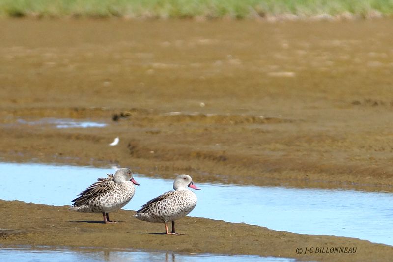 342 Canard du Cap, Cape Teal.JPG